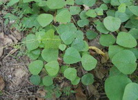 plants of Stephania tetrandra S. Moore. growing in field