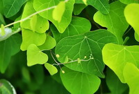 plants of Stephania tetrandra S. Moore with many green leaves