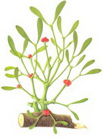 a colorful drawing of Taxillus chinensis DC.Danser.,branche,green leaves and red berries