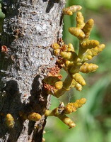 plants of Taxillus chinensis DC.Danser.grow on a tree