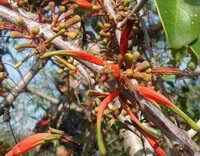 plant of Taxillus chinensis DC.Danser. with reddish stems grow on a tree