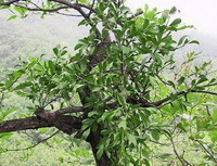 green plant of Taxillus chinensis DC.Danser.grow on a tree
