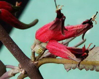 flowering plant of Taxillus nigrans Hance Danser. with red flowers