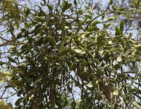 growing plants of Taxillus sutchuenensis Lecomte Danser.
