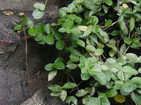 les plantes de Trachelospermum jasminoides Lindl.Lem. avec de nombreuses feuilles vertes poussent près du mur