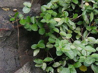 plants of Trachelospermum jasminoides Lindl.Lem. with many green leaves grow near the wall