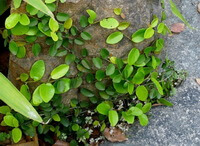 plantes de Trachelospermum jasminoides Lindl.Lem rampant sur la surface de la pierre