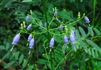 a flowering plant of Adenophora tetraphylla Thunb.Fisch.,with many pendulous liliac flowers