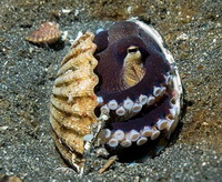 un mollusco di Arca granosa Linnaeus apre i suoi gusci sott acqua.