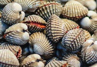molti molluschi di colore chiaro di Arca granosa Linnaeus sono impilati insieme.