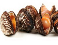 diversi molluschi conchiglie viventi di Arca subcrenata Lischke.