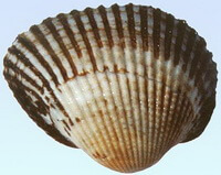 conchiglia di Arca subcrenata Lischke.