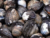 molti crostacei marroni di Arca subcrenata Lischke sono impilati insieme