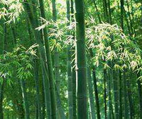 flowing plants of Bambusa textilis McClure, growing plants in forest
