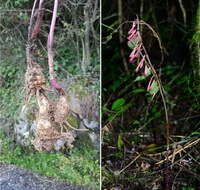 flowering plant of Cremastra appendiculata D.Don Makino.