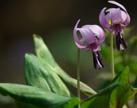 flowering plant of Cremastra appendiculata D.Don Makino.,with two purple pendulous flowers