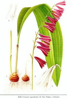 a drawing of Cremastra appendiculata D.Don Makino.,rhizomes,stem and leaves,flower spikes