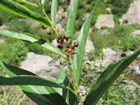 Plante à fleurs de Cynanchum glaucescens Decne.Hand.Mazz.