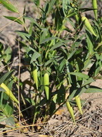 Plantes en croissance de Cynanchum stauntoni Decne.Schltr.Ex Levl.