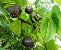 Dioscorea bulbifera