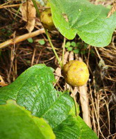 growing plant of Dioscorea bulbifera L.,with fruit