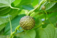 a fruiting plant of Dioscorea bulbifera L.,a big fruit and a small fruit grow on green stem