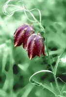 una pianta da fiore di Fritillaria ussuriensis Maxim, con due fiori penduli viola