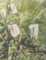 Fritillaria walujewii Regel