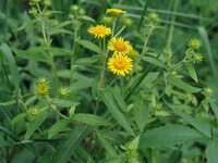 Blomstrende planter af Inula britannica L., der vokser i en klynge