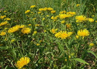 Blomstrende planter af Inula britannica L i marken