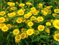 Blomstrende planter af inulablomst