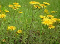 Blomstrende planter af Inula japonica Thunb vokser på marken