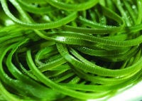 fresh kelp slices