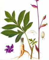 a colorful drawing of Peucedanum decursivum Maxim.,stem and leaves,rhizome,flowers and seeds