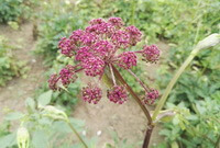 a flowering plant of Peucedanum decursivum Maxim.,with purple flowers