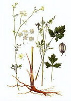 a drawing of Peucedanum praeruptorum Dunn.,plant and herb,rhizome and stems,flowers and seeds