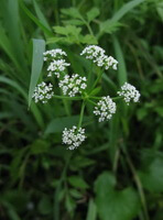 flowering plant of Peucedanum praeruptorum Dunn.,with small white flowers