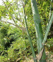 growing plants of Phyllostachys nigra var.henonis Stapf.