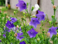 piante da fiore di Platycodon grandiflorum, con fiori bianchi e viola