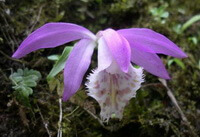 a pink flower of Pleione bulbocodioides Franch.Rolfe.