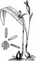 a black white drawing of Pleione yunnanensis Rolfe.