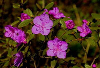 a flowering shrub of Rhododendron dauricum L.
