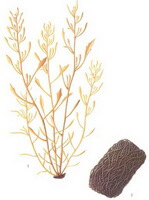 un disegno di Sargassum fusiforme Harv.Setch.