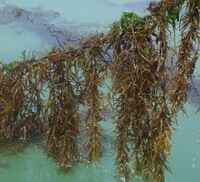 piante fresche di Sargassum fusiforme Harv.Setch.