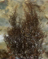 pianta in crescita di Sargassum pallidum Turn.C.Ag.