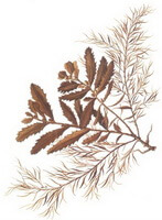 campione di Sargassum pallidum Turn.C.Ag.