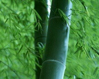 growing plant of Schizostachyum chinense Rendle.