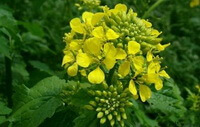 a flowering plant of Sinapis alba L.