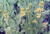flowering plants of Sinapis alba L.,with yellow flowers