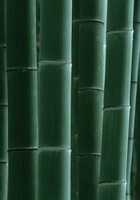 growing plants of Sinocalamus beecheyanus Munro McClure var.pubescens P.F.Li.